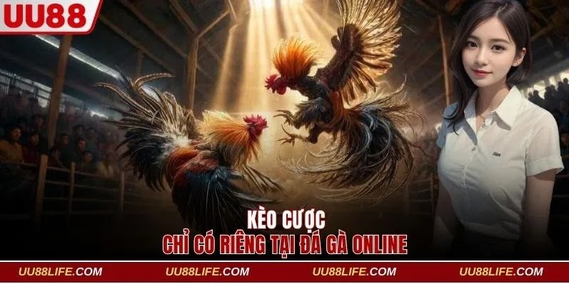 Sảnh Đá Gà Online UU88 - Thỏa Mãn Đam Mê Cá Cược 4 Các kèo cược hấp dẫn chỉ có riêng tại đá gà online